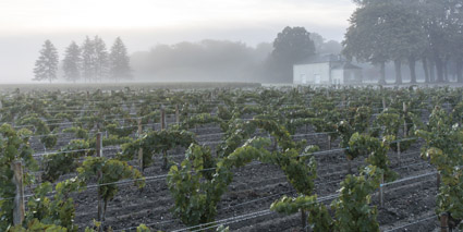 Château Cantemerle Weinberg Frühling